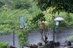 Dreigende Honger op Flores