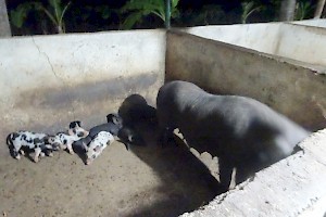 Beschuit met muisjes op onze boerderij.